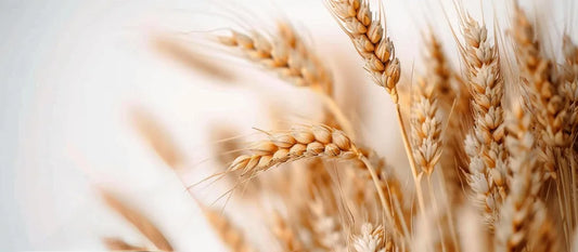 Is Hydrolyzed Wheat Protein Gluten Free?