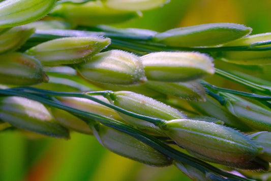Is Oat Grass Gluten Free?