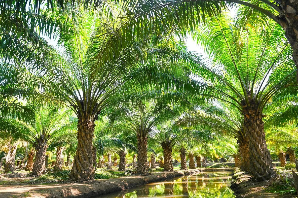 Is Palm Oil Gluten Free?