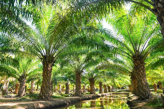 Is Palm Oil Gluten Free?
