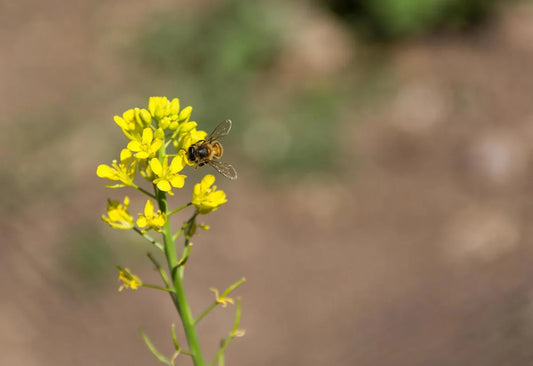 Is Honey Mustard Gluten Free?