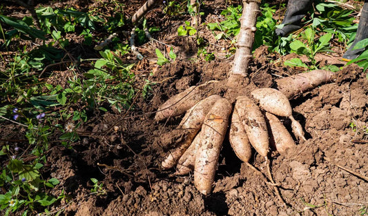 Is Cassava Gluten Free?