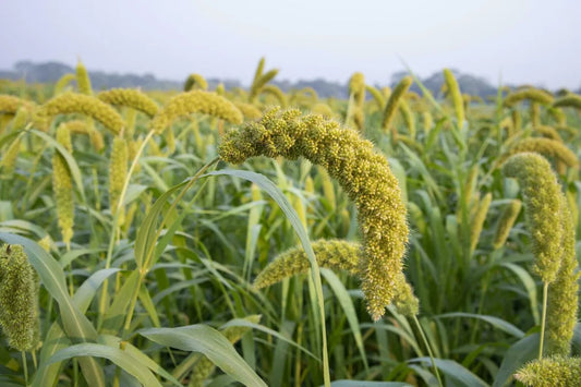Is Foxtail Millet Gluten Free?
