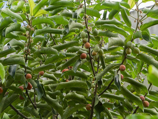 Is Locust Bean Gum Gluten Free?