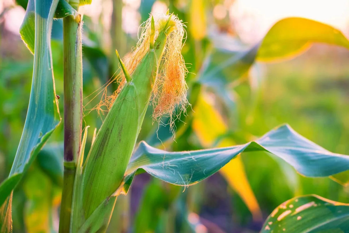 Is Corn On Cob Gluten Free?
