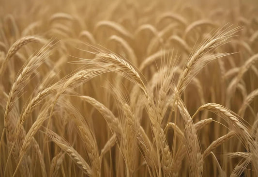 Is Organic Wheat Gluten Free?