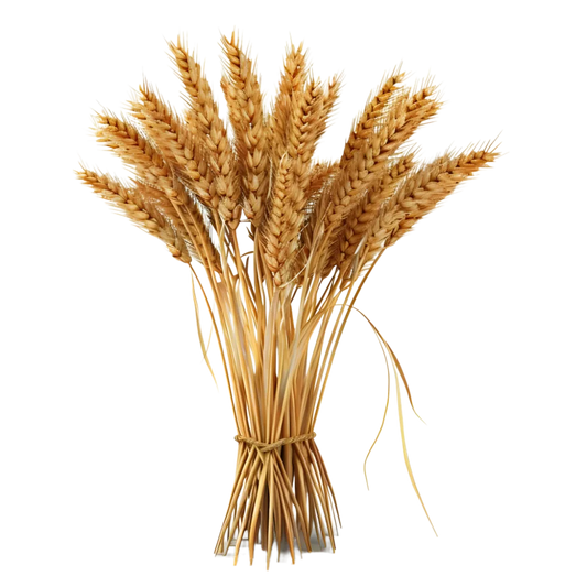 Is Winter Wheat Gluten Free?