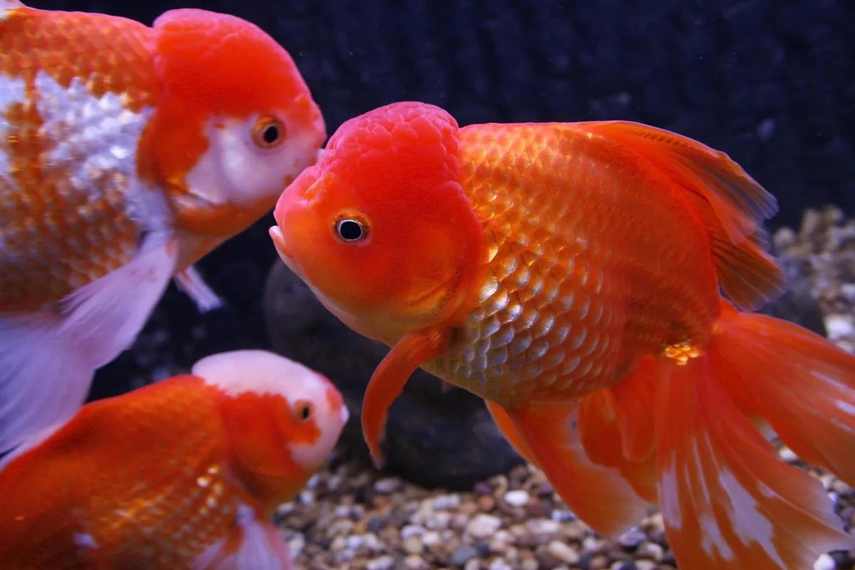 Is Goldfish Gluten Free?
