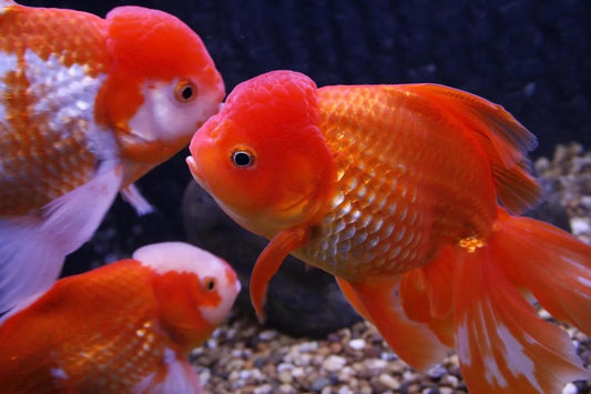 Is Goldfish Gluten Free?