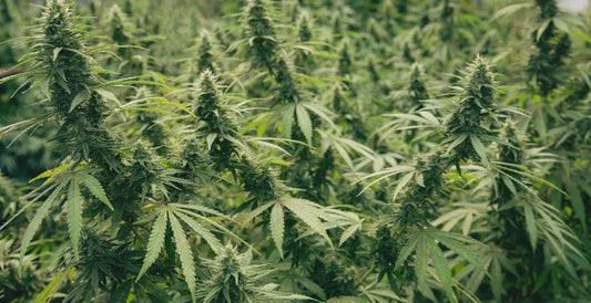 Is Hemp Gluten Free?