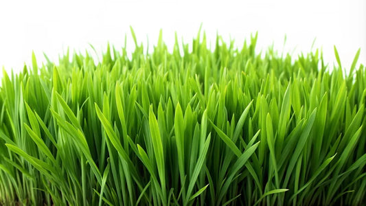 Is Organic Barley Grass Gluten Free?