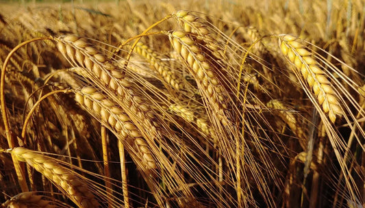 Is Malt Gluten Free?