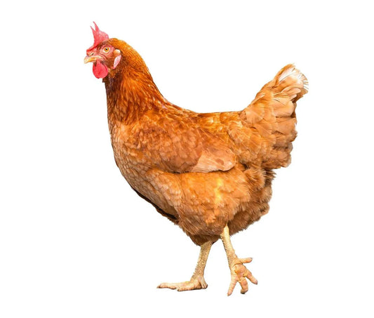 Is Chicken Gluten Free?