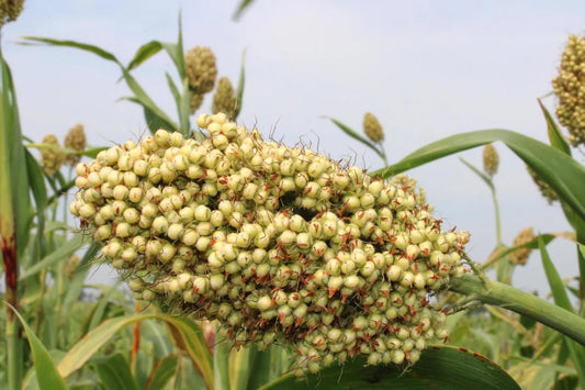 Is Millet Gluten Free?