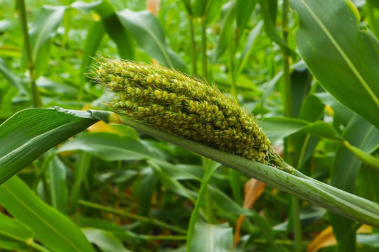 Is Jowar Gluten Free?