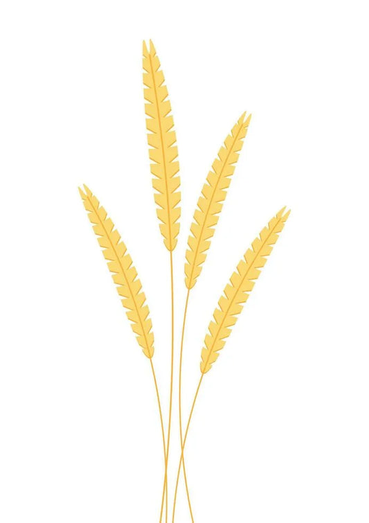 Is Kamut Gluten Free?
